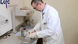 How to perform a 7 minute protein transfer with the iBlot®  Western Blotting System [upl. by Ennoval915]