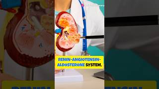 ReninAngiotensin Aldosterone System RAAS shorts pharmacology pharmacy bloodpressure study [upl. by Akimyt]