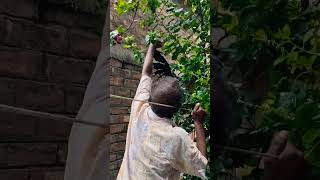 Rescuing a crow stucked in a Tulsi plant [upl. by Neomah390]