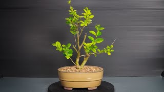 Making Bonsai from nursery stock  1 [upl. by Atekin]