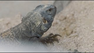 5 Fun Facts About the Chuckwalla [upl. by Acinna]