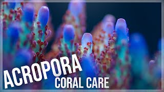 Fundamentals of Acropora Coral Care  SPS [upl. by Rosenzweig]