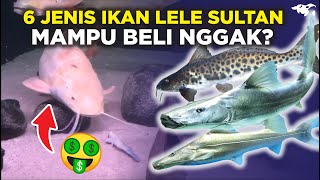 INILAH 6 JENIS IKAN LELE CATFISH PREMIUM KELAS SULTAN GIOVANDI SUHENDI amp IRFAN HAKIM ADA IKAN INI [upl. by Erie]