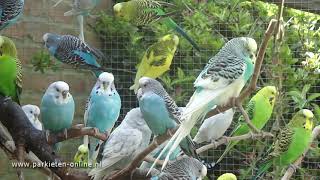 Budgerigars sounds  Parkieten geluiden  30 minutes of parakeet sounds [upl. by Eiramaliehs]