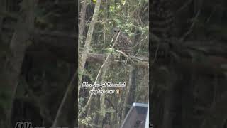 🦉 👀 nature bunkerville owl forest visitor music youtubeshorts [upl. by Dorris935]