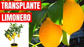 🍋 COMO PLANTAR O TRANSPLANTAR UN LIMONERO CON ÉXITO DE FORMA MUY FÁCIL EN MACETA O TIERRA 🍋 [upl. by Assirroc665]