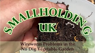 Wireworm Problems in the No Dig Vegetable Garden [upl. by Aruat]