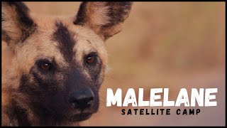 The Peaceful Malelane Satellite Camp  Kruger National Park [upl. by Burch]