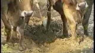 Arando con vacas [upl. by Ayyidas]