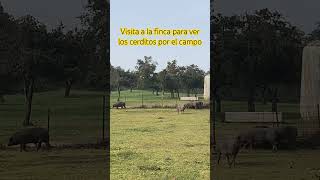 Cerdos ibéricos cebo de campo de madre ibérica pura y de duroc en la finca de crianza de Abrasador [upl. by Eidoj757]