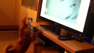 My dog loves the RSPCA ad [upl. by Savill]