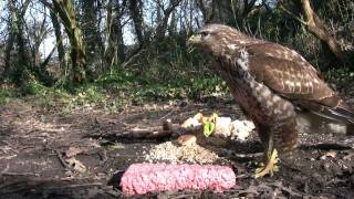 A very cautious Common Buzzard Buteo Buteo [upl. by Ardiek]