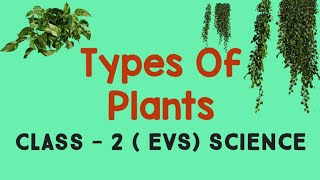 Types of Plants  Grade  II  CBSE [upl. by Hamo]