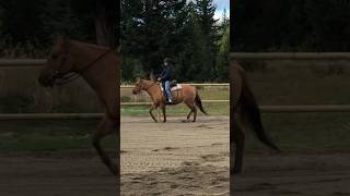 Natural Horsemanship clinic with Missy💗 horseriding horse trending equestrian [upl. by Eelan754]