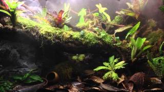 A galactonotus quotOrangequot 95 gallon Vivarium [upl. by Limaj341]