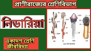 নিডারিয়া পর্বের প্রাণীদের বৈশিষ্ট্য ও উদাহরণ  Cnidaria In Bengali । Class 11 Biology [upl. by Anaiek]