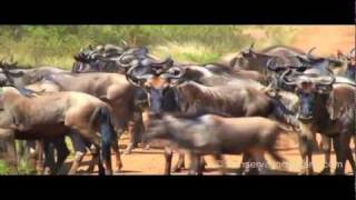 Serengeti  Great Migration amp River Crossings in Tanzania part 1 [upl. by Breana]