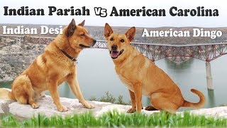 American Carolina and Indian Pariah The ancient dog breeds [upl. by Femi]