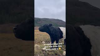 Belted Galloway Cow chewing Bone getting all the nutrients from it cow cutecow animals galloway [upl. by Row]