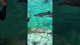 Tu proximo viaje a Cancún  Dolphinaris Cancun [upl. by Mcknight]