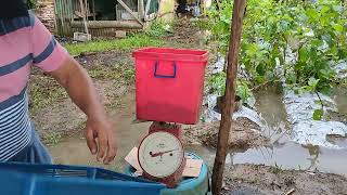 Azolla for pigs tipid tips para sa alagang baboy [upl. by Acinoreb]