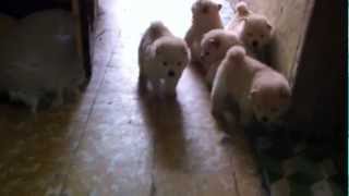 PERRITOS CHOW CHOW BLANCOS [upl. by Tjader]