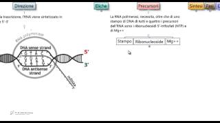 Test Medicina  Trascrizione [upl. by Nanete884]