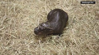 Meet Haggis the Pygmy Hippo [upl. by Novello]