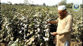 Use of Gibberellic acid and other chemicals in cotton [upl. by Di]