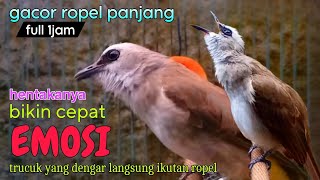 trucukan gacor ropel panjang VARIASI BIKIN CEPAT EMOSI trucuk lain langsung ikutan ropel [upl. by Mavra]