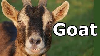 Goat Sounds amp Goat Pictures  The Sound A Goat Makes  Animal Sounds [upl. by Tnecniv]