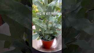 대체 왜 이렇게 분갈이 하는거죠 블루스타펀고사리 Phlebodium aureum ‘Blue star’ [upl. by Mccready]