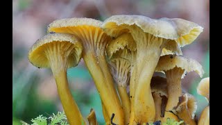 Craterellus tubaeformis buen comestible good edible [upl. by Cassius964]