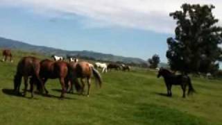 6 of 6  Stallion Mustang Stealing Mares For His Herd  Horse Herd Behavior  Mares Dont Run Herds [upl. by Ayila]