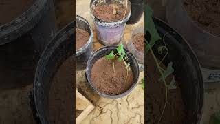 Plant replanting replanting agriculture youtubeshort [upl. by Monjan581]