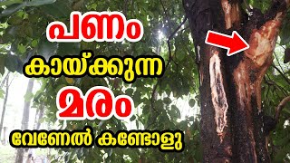 പണം കായ്ക്കുന്ന മരം വേണേൽ കണ്ടോളു 🤑🤑🤑  Lillys Natural Tips [upl. by Gough]