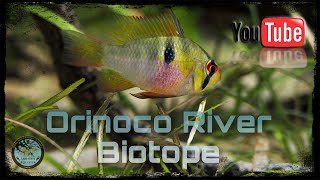 Freshwater Biotope AquariumOrinoco River [upl. by Emmeline]