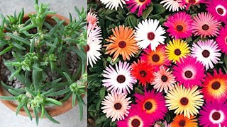 How to grow ice plant from seeds [upl. by Jenna]