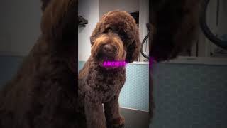 Meet The Labradoodle 40100 subscribers [upl. by Carole]