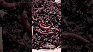 Vermicompost Business farming shorts vermicompost [upl. by Ahsinej]