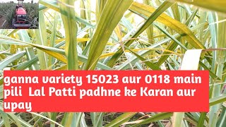 ganne ki pili Lal Patti padhne ke Karan unka samadhan [upl. by Atinhoj]