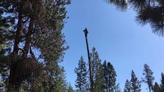 Hooking a 150 Lodgepole Pine [upl. by Weiner]