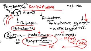 Denitrification 5 stage of Nitrogen Cycle [upl. by Holub]