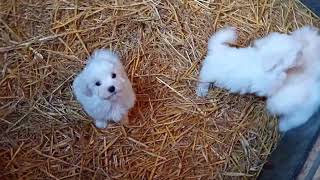 Chiots bichons maltais nés le 5 Aout [upl. by Aineles]