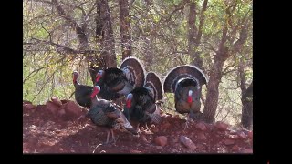 24 Mexico Goulds Turkey Hunt Finale  Record Book Beard and Gobblers Strutting Everywhere [upl. by Eidurt55]