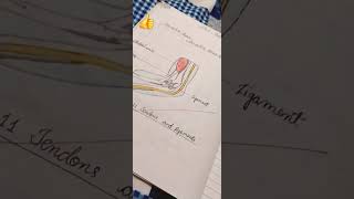 Drawing of Tendons and ligament  scienceproject connectivetissueproper biology Incredibleamy [upl. by Asoramla]