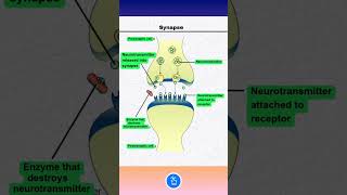 Synapse Nerves  Neurons  Neurotransmitters [upl. by Scarrow]