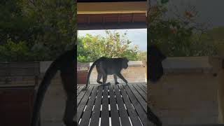 CRAZY MONKEYS AT ULUWATU 🐒 HILARIOUS MOMENTS IN BALI JUNGLE bali uluwatu monkeytemple [upl. by Carrie]