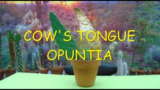 Cows Tongue Opuntia 🌵🐮🌵 opuntia cow [upl. by Almeria]