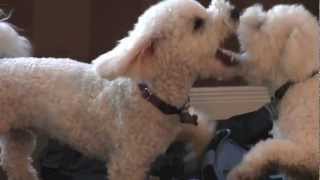 Bichon Frise Dogs Playing fast amp rough amp biting 8 months amp 3 years old [upl. by Tosch]